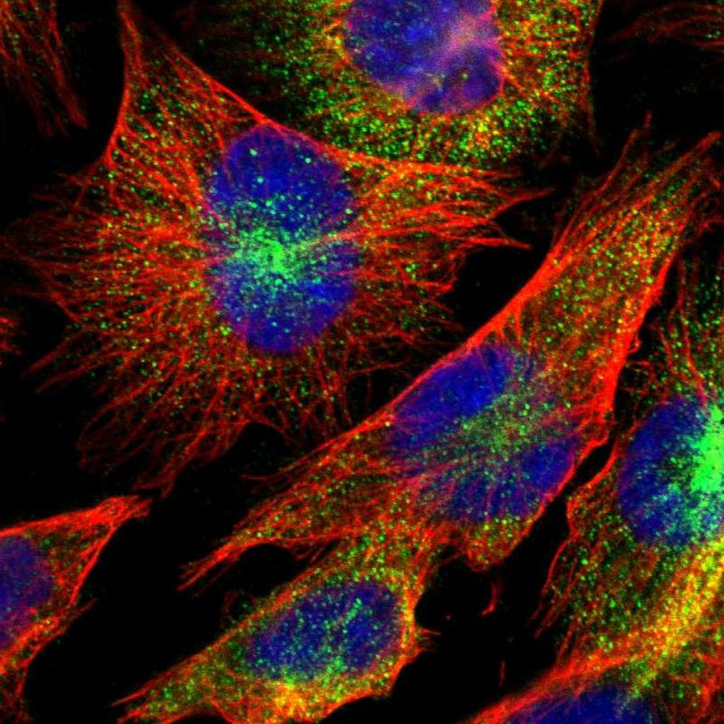 DUSP8 Antibody in Immunocytochemistry (ICC/IF)