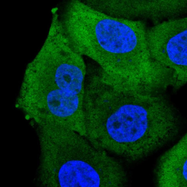 AKR1B10 Antibody in Immunocytochemistry (ICC/IF)