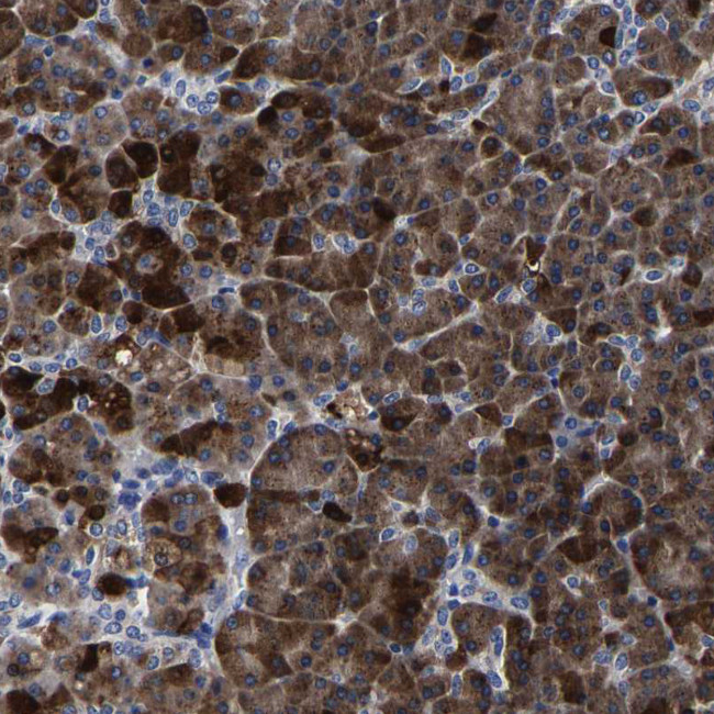 Carboxypeptidase A2 Antibody in Immunohistochemistry (Paraffin) (IHC (P))