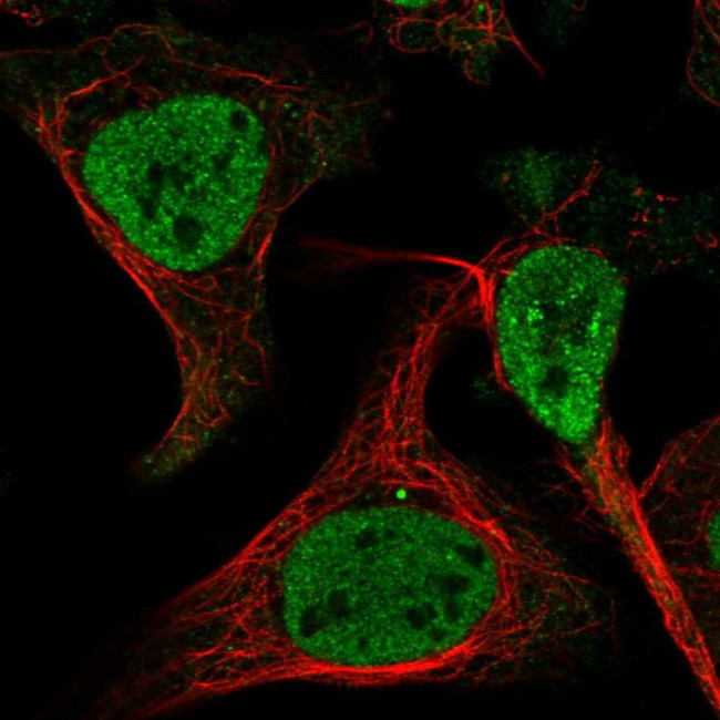 EXOSC3 Antibody in Immunocytochemistry (ICC/IF)