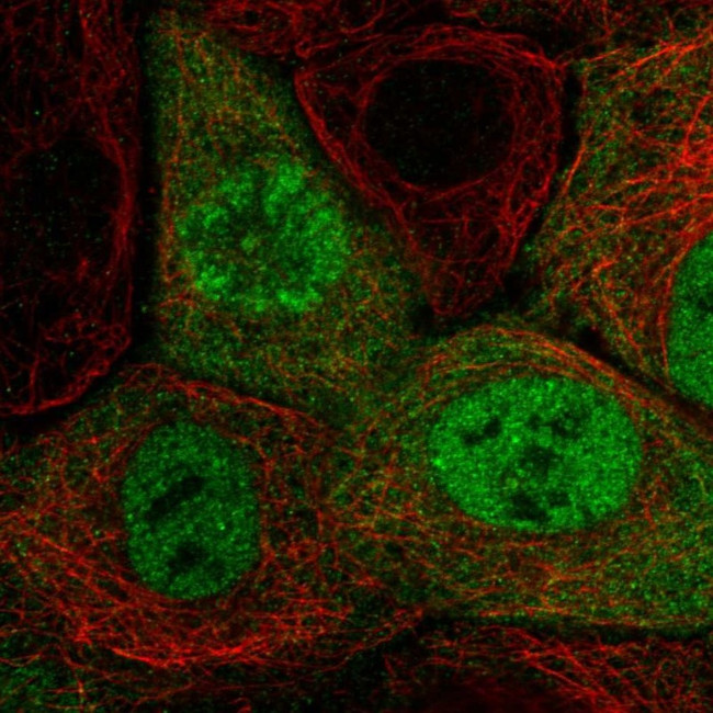 Cyclin A2 Antibody in Immunocytochemistry (ICC/IF)