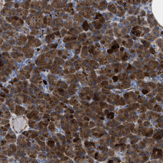 Carboxypeptidase A2 Antibody in Immunohistochemistry (Paraffin) (IHC (P))