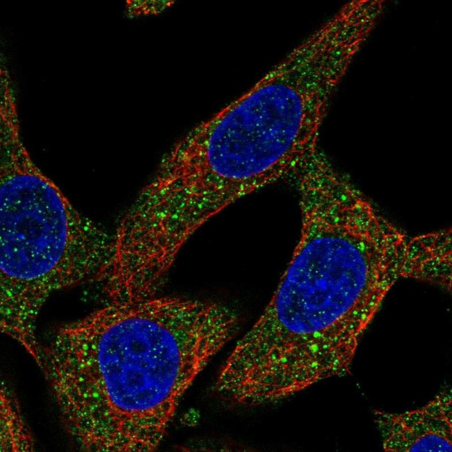 NPEPPS Antibody in Immunocytochemistry (ICC/IF)