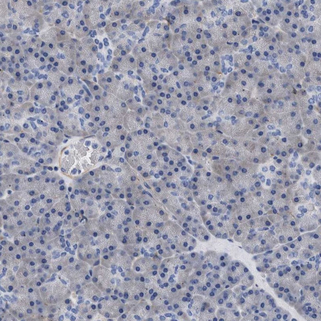 ARTS Antibody in Immunohistochemistry (Paraffin) (IHC (P))