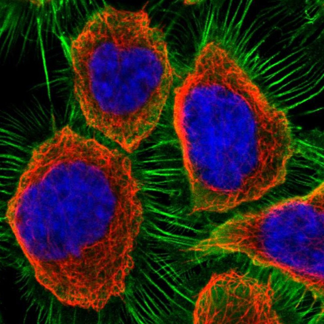 Ezrin Antibody in Immunocytochemistry (ICC/IF)