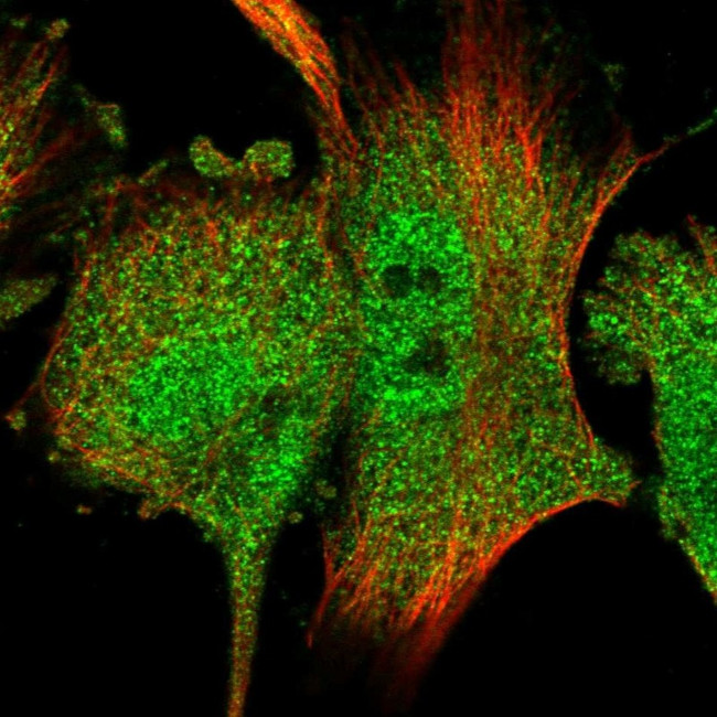 RACK1 Antibody in Immunocytochemistry (ICC/IF)