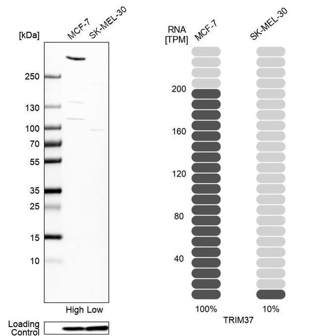 TRIM37 Antibody