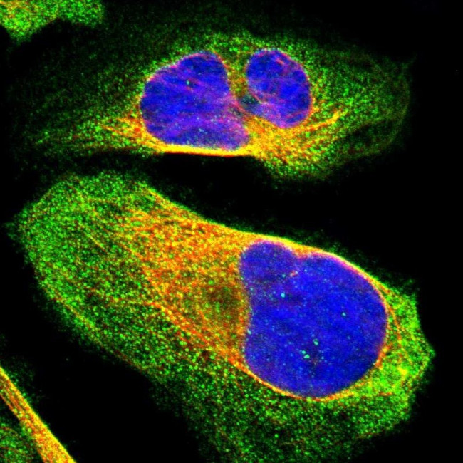 BICD2 Antibody in Immunocytochemistry (ICC/IF)