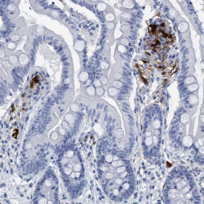 IDO Antibody in Immunohistochemistry (Paraffin) (IHC (P))