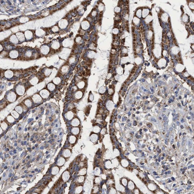 CRYZ Antibody in Immunohistochemistry (Paraffin) (IHC (P))