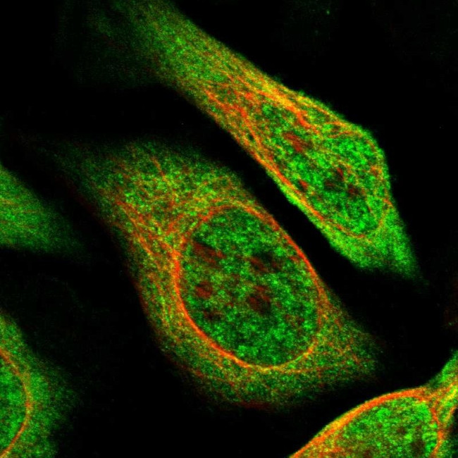 ZBTB2 Antibody in Immunocytochemistry (ICC/IF)