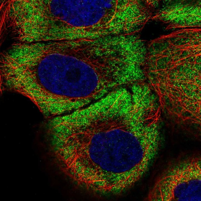 ZNF23 Antibody in Immunocytochemistry (ICC/IF)