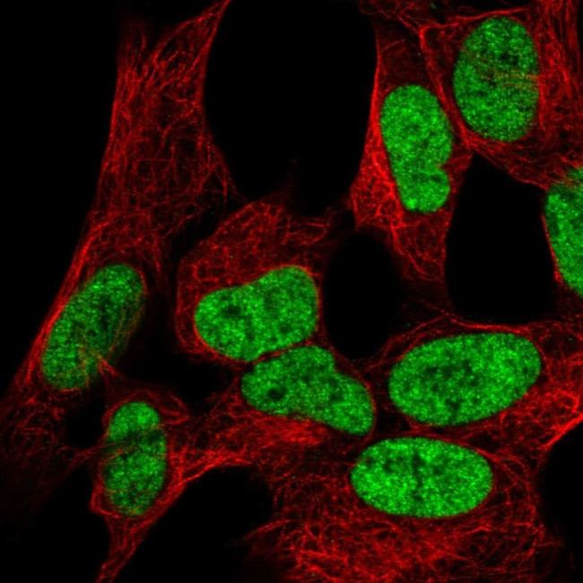 WIZ Antibody in Immunocytochemistry (ICC/IF)