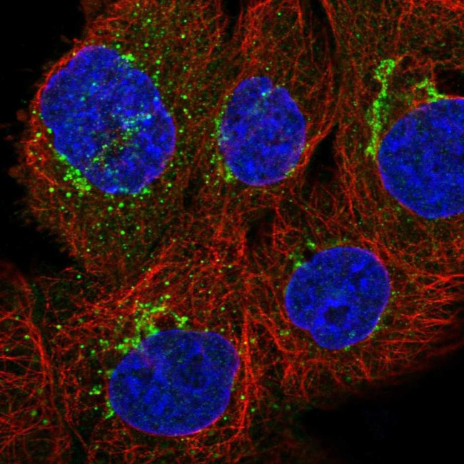 CD59 Antibody in Immunocytochemistry (ICC/IF)