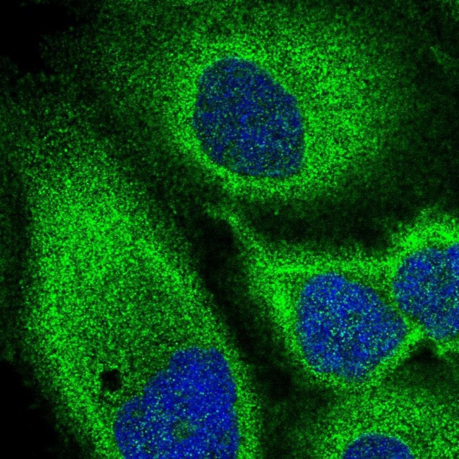 MST3 Antibody in Immunocytochemistry (ICC/IF)