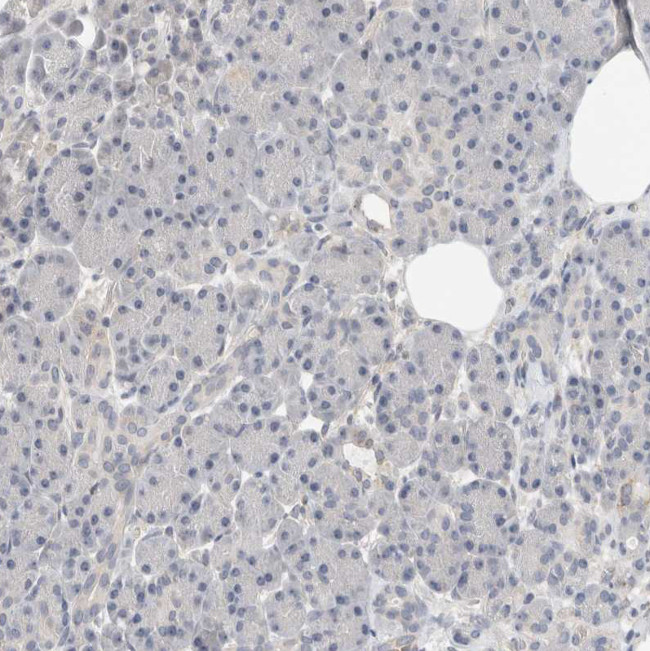 HCN3 Antibody in Immunohistochemistry (Paraffin) (IHC (P))