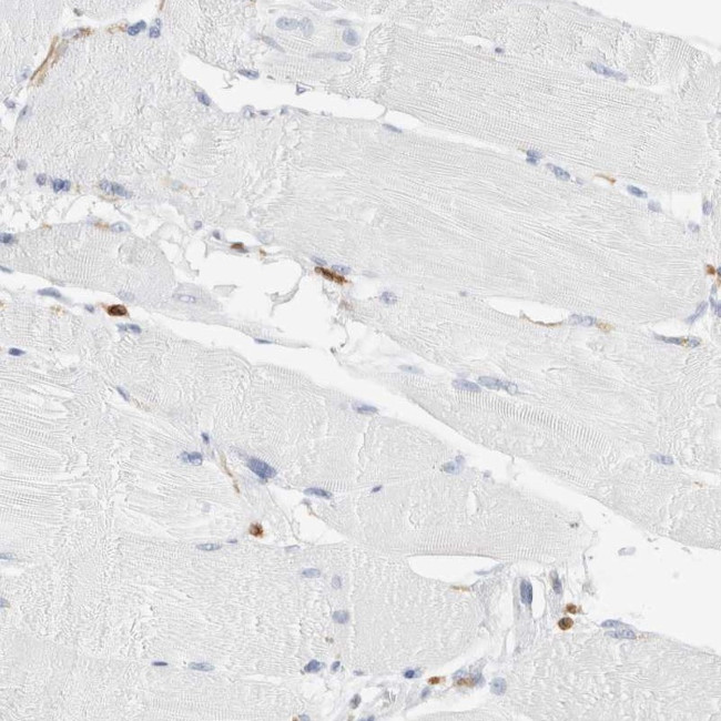 FLAP Antibody in Immunohistochemistry (Paraffin) (IHC (P))