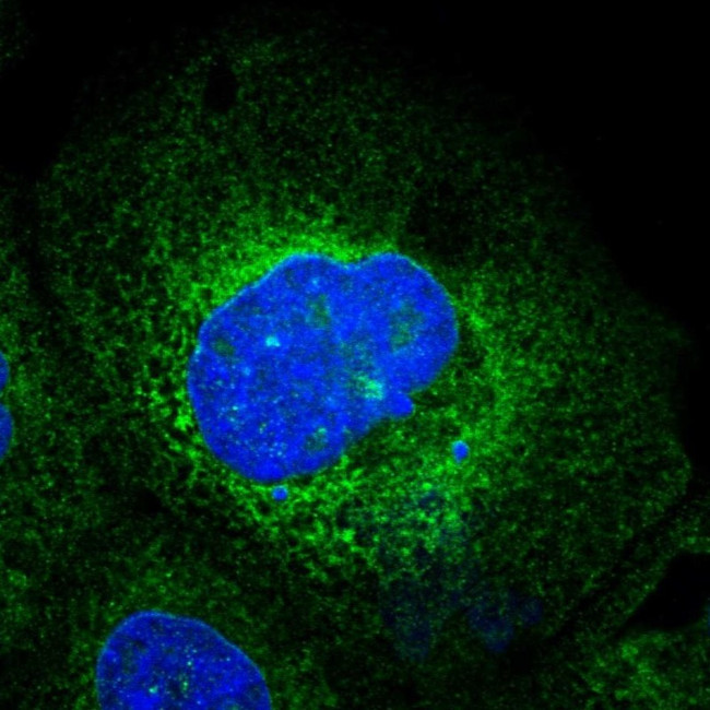 Ribophorin I Antibody in Immunocytochemistry (ICC/IF)