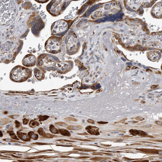 MINPP1 Antibody in Immunohistochemistry (Paraffin) (IHC (P))