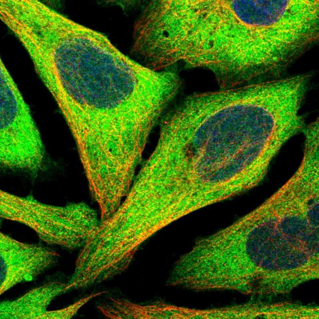 NUDC Antibody in Immunocytochemistry (ICC/IF)