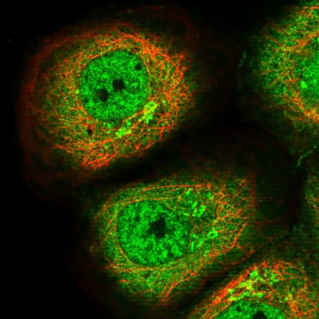 WDR77 Antibody in Immunocytochemistry (ICC/IF)