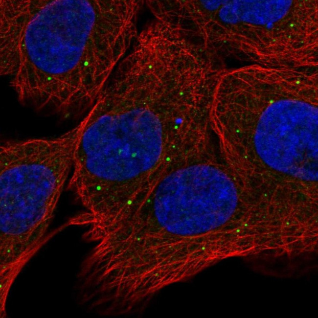 OXR1 Antibody in Immunocytochemistry (ICC/IF)