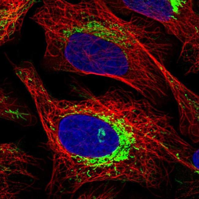 ATPIF1 Antibody in Immunocytochemistry (ICC/IF)