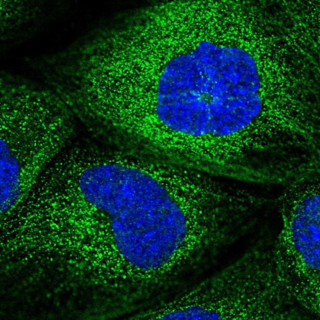 DTNBP1 Antibody in Immunocytochemistry (ICC/IF)