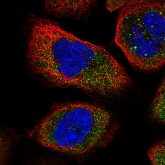 NUDC Antibody in Immunocytochemistry (ICC/IF)