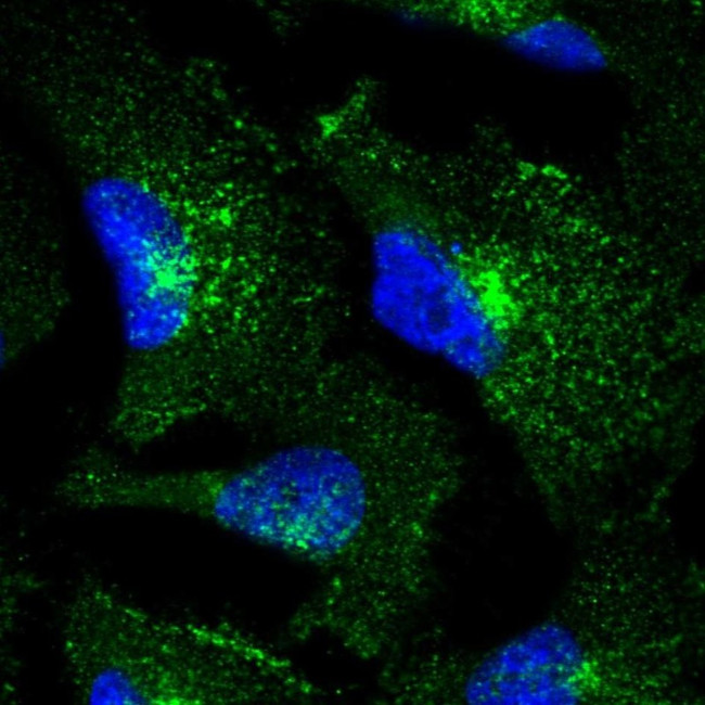 Transferrin Receptor Antibody in Immunocytochemistry (ICC/IF)