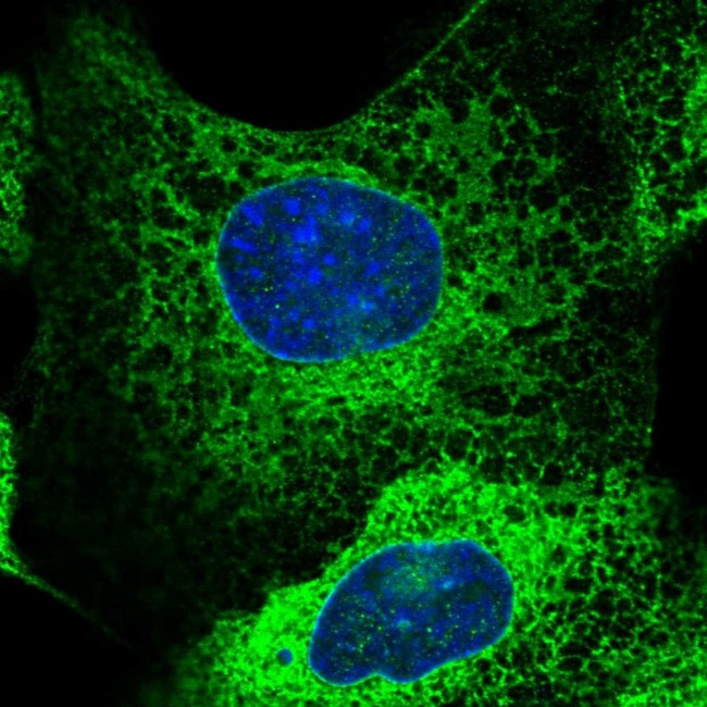 GBP5 Antibody in Immunocytochemistry (ICC/IF)