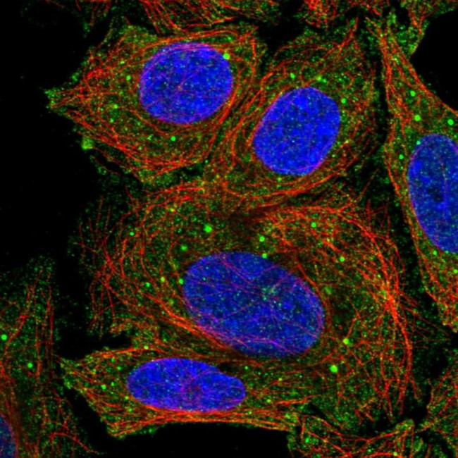 CD275 (B7-H2) Antibody in Immunocytochemistry (ICC/IF)