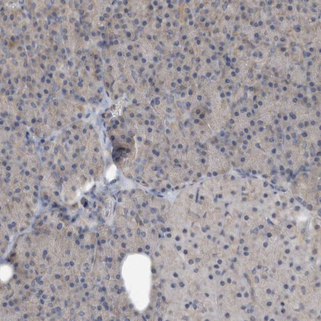 PON2 Antibody in Immunohistochemistry (Paraffin) (IHC (P))