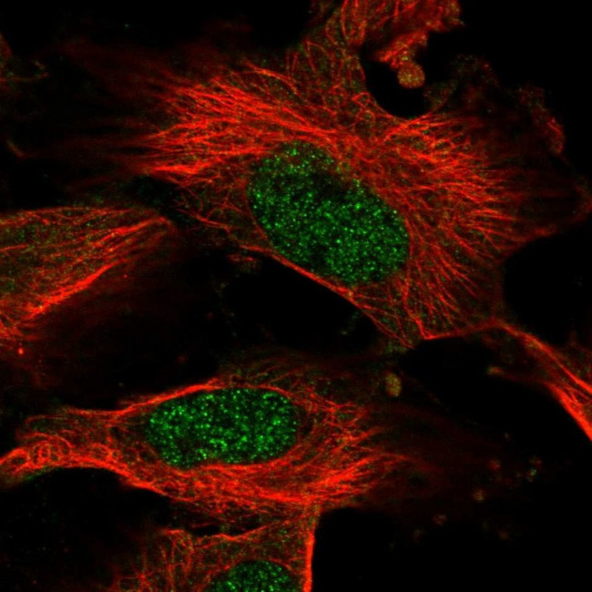 AMD1 Antibody in Immunocytochemistry (ICC/IF)