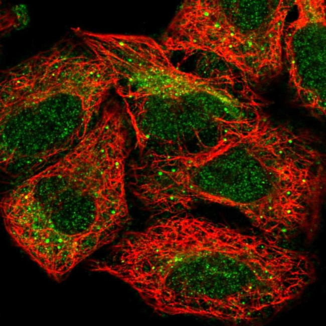 SLC22A3 Antibody in Immunocytochemistry (ICC/IF)