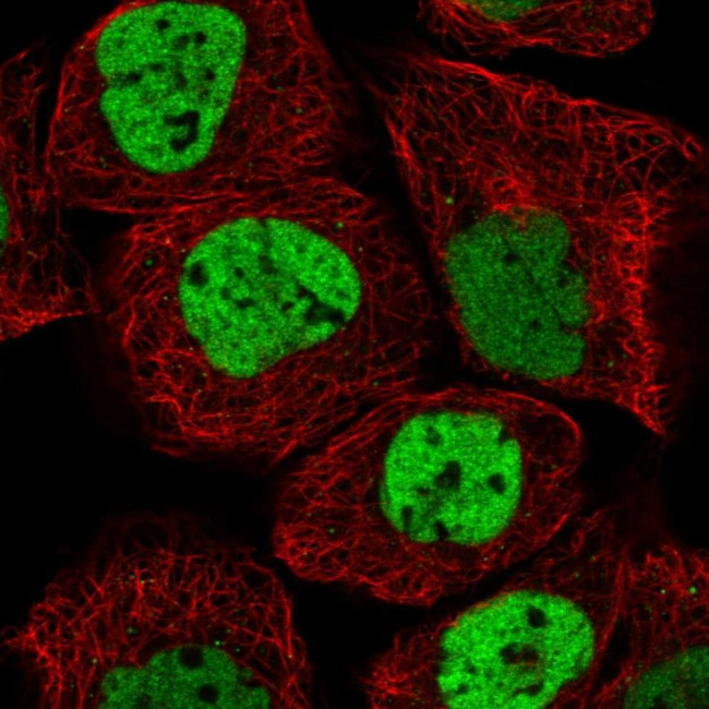 NuMA Antibody in Immunocytochemistry (ICC/IF)