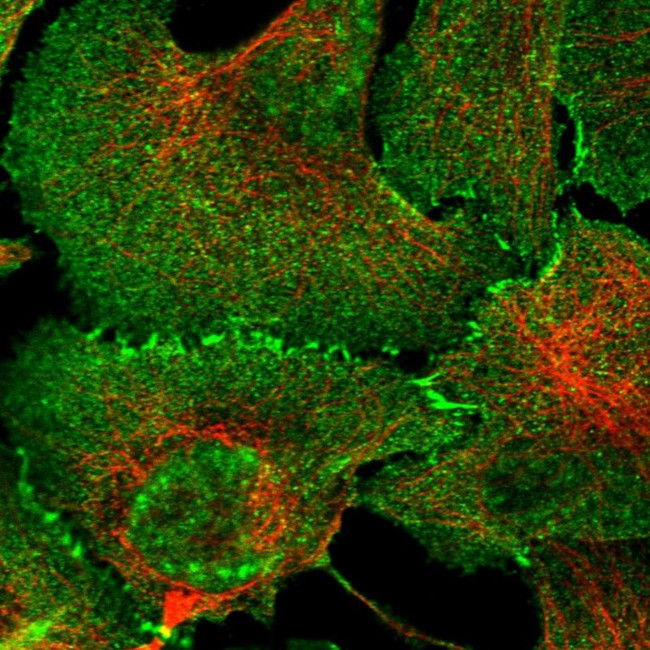 Afadin Antibody in Immunocytochemistry (ICC/IF)