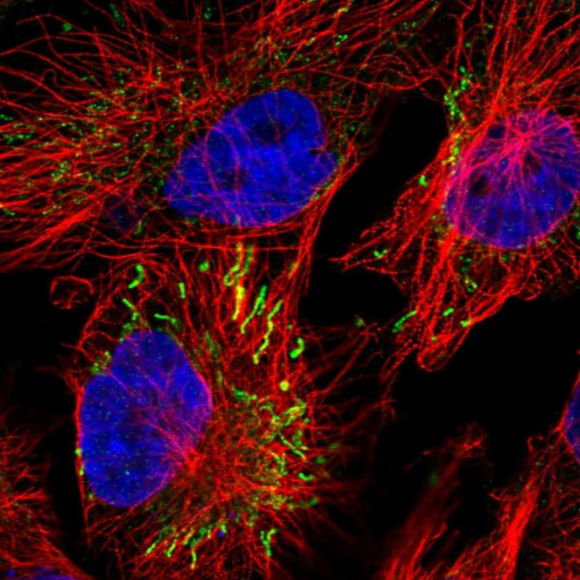 MIPEP Antibody in Immunocytochemistry (ICC/IF)