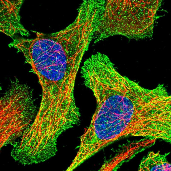 Golgi protein 58k Antibody in Immunocytochemistry (ICC/IF)