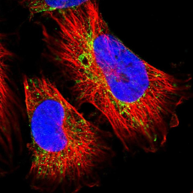 MIPEP Antibody in Immunocytochemistry (ICC/IF)