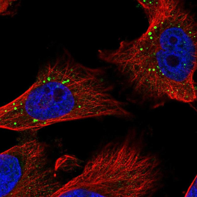 ZC3H12A Antibody in Immunocytochemistry (ICC/IF)