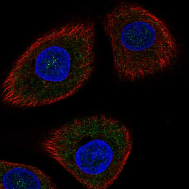 DDIT4 Antibody in Immunocytochemistry (ICC/IF)