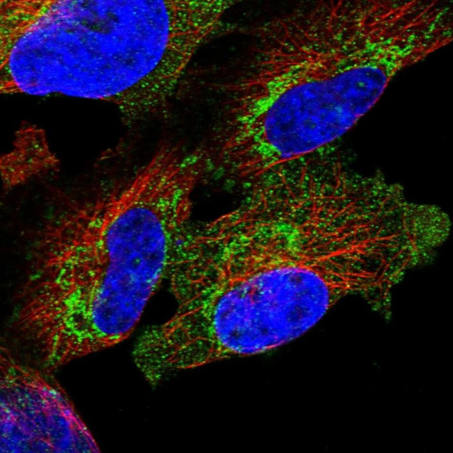 PNPase Antibody in Immunocytochemistry (ICC/IF)