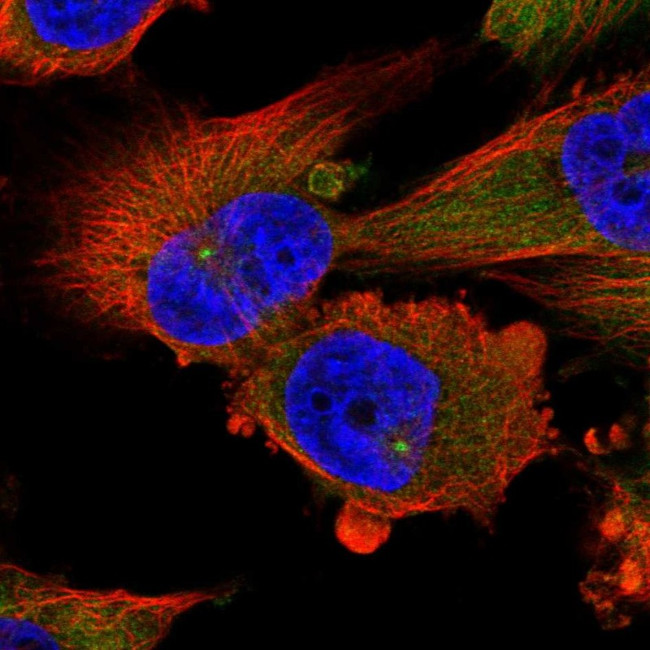 Dynactin 1 Antibody in Immunocytochemistry (ICC/IF)