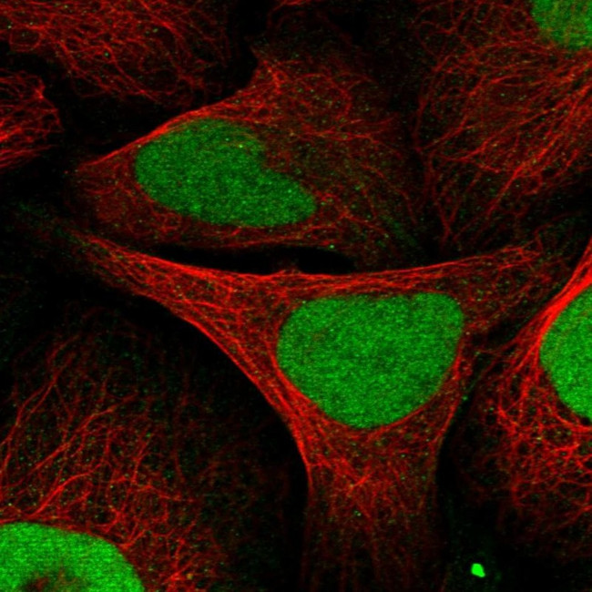 KIF4A Antibody in Immunocytochemistry (ICC/IF)