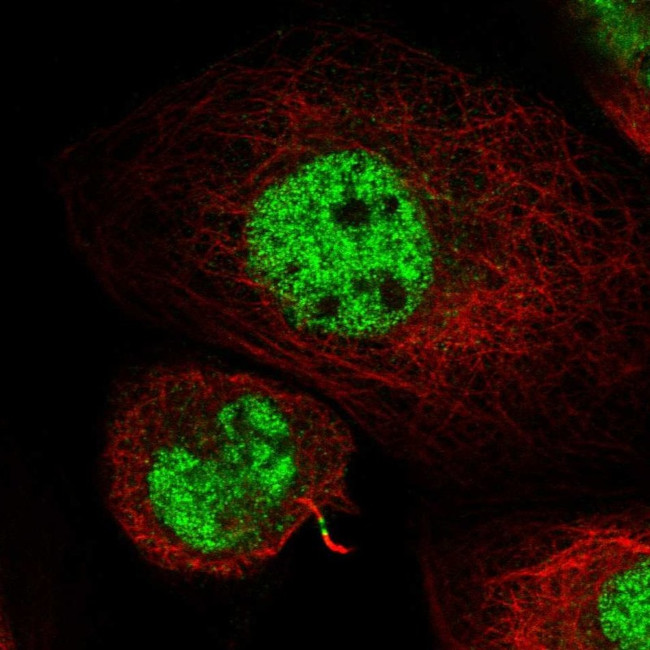 KIF4A Antibody in Immunocytochemistry (ICC/IF)