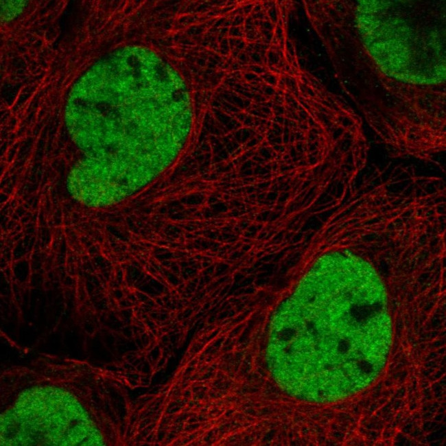 DNA-PK Antibody in Immunocytochemistry (ICC/IF)