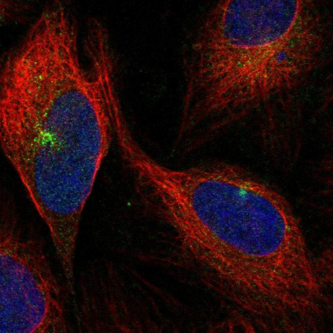 PEAR1 Antibody in Immunocytochemistry (ICC/IF)