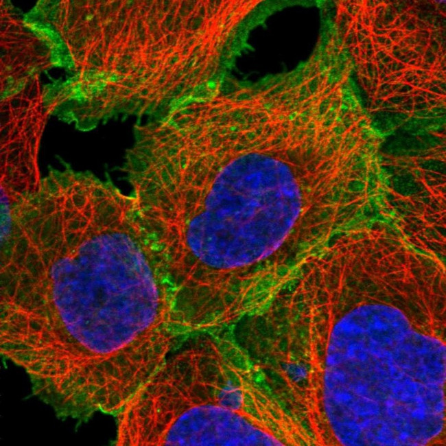 ASCT2 Antibody in Immunocytochemistry (ICC/IF)