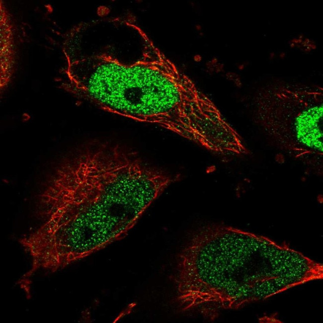 Cdc7 Antibody in Immunocytochemistry (ICC/IF)